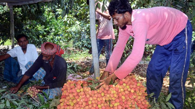 Litchi starts arriving in markets