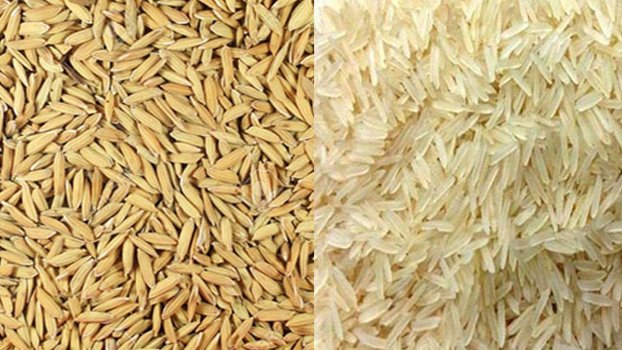 Paddy, rice procurement drive thru App begins 