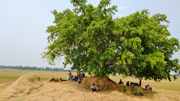 Banyan tree: A natural air conditioner 