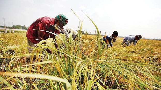 ‘Boro harvesting in haor areas done’