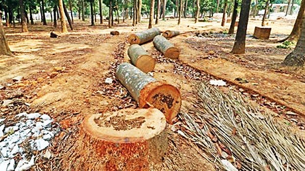 ‘Stop tree felling at Suhrawardy Udyan’
