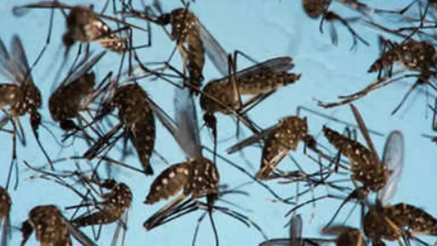 Check mosquito breeding