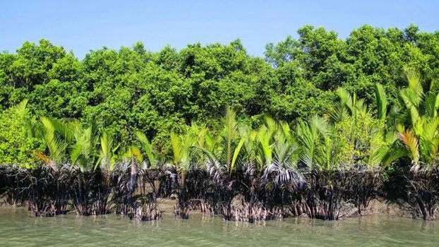 Sundarbans shielding us for years 
