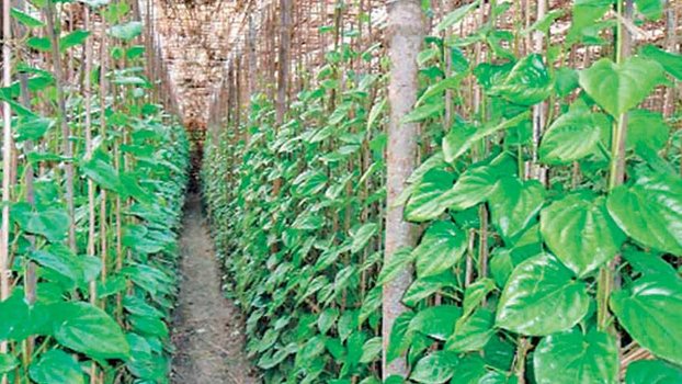Betel leaf to be exported to Europe again