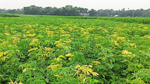 Kishoreganj jute farmers worried for severe drought, unknown virus