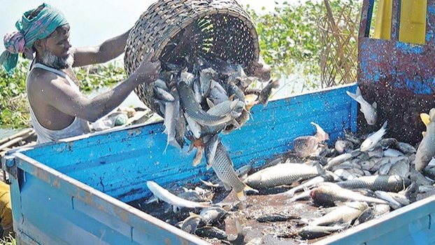 Higher tax on fish farming planned to daunt tax evaders