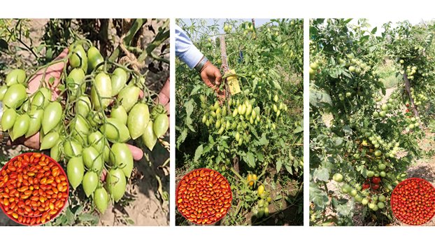 BSMRAU professor invents  local cherry tomato breed
