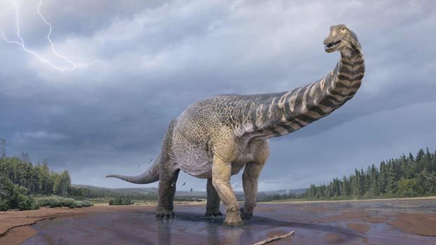 Largest dinosaur species skeletons found in Australia