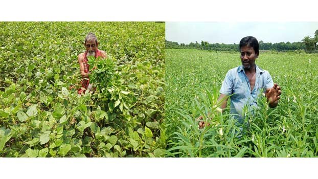 Mung bean, sesame farming area reducing in Jhenaidah