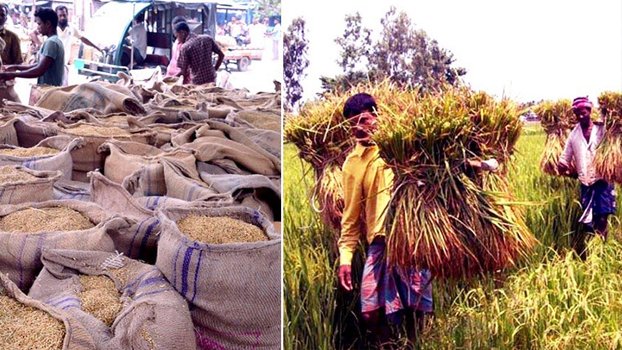Record Boro rice produced in Rangpur region