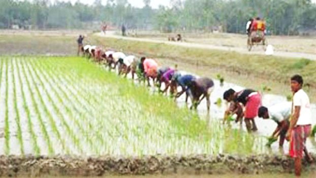 Aus paddy transplantation gains momentum in Rajshahi