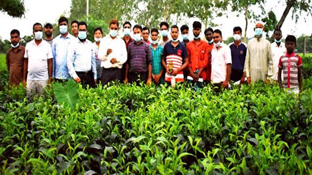 Adopt scientific methods to boost tea production: Experts