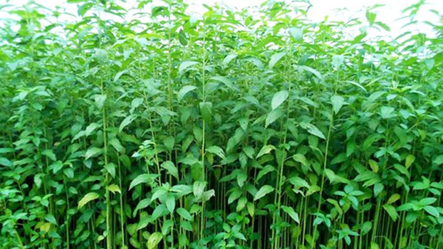 Jute farming exceeds target in Rajshahi 