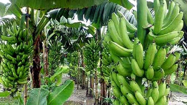 Farmers eying bumper banana  production in Rangpur region