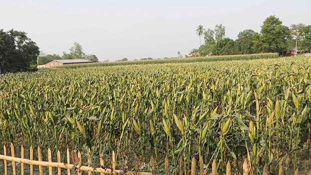 Maize brings smile to face of Panchagarh farmers