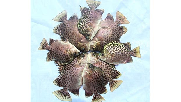 Chitra fish regenerated through AI