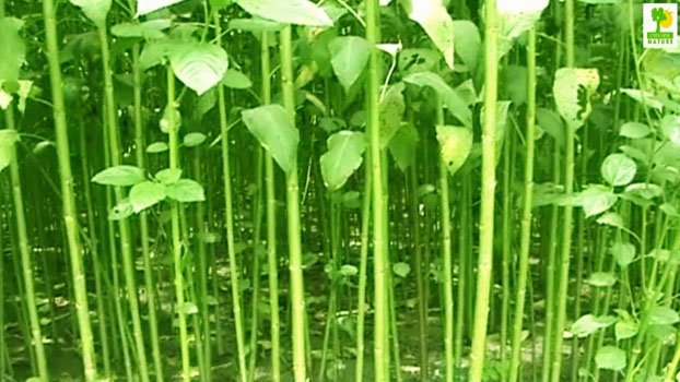 Bumper jute production likely in Panchagarh