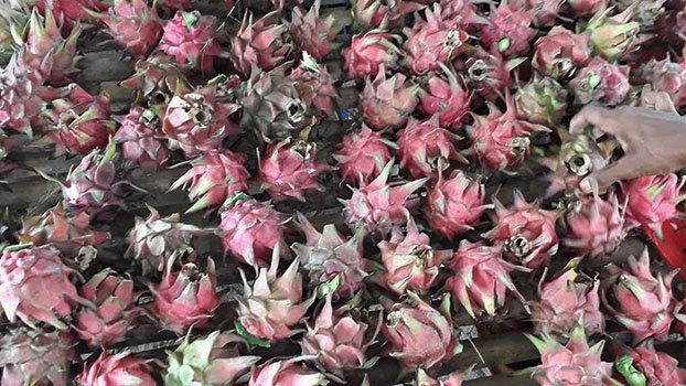Dragonfruit cultivation gains popularity in Panchagarh