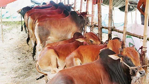 ‘No cattle from outside the country before Eid’