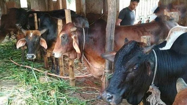 Joypurhat farmers troubled  with sacrificial cows 