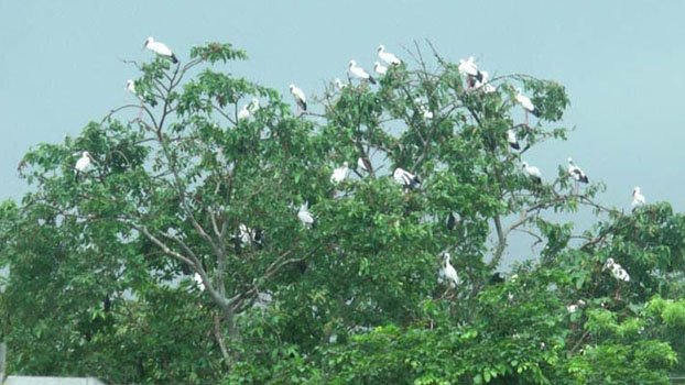 Shamuk Khol birds find safe haven in Rajshahi