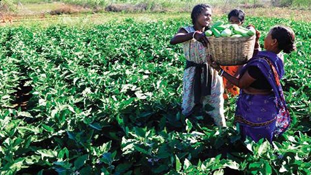 Farmers give more focus on veg cultivation