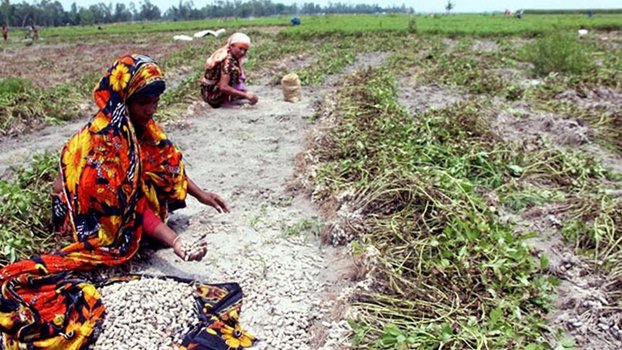 Bumper groundnut production likely in Rangpur region