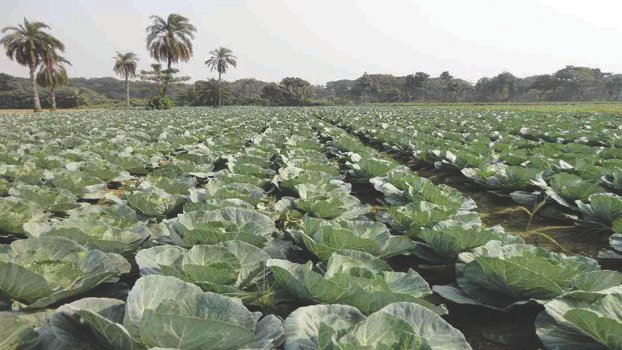 Jashore farmer Mizanur grows cabbage in summer