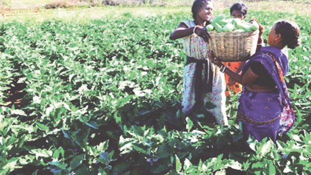 Farmers focus more on vegetable cultivation on Narsingdi Chars