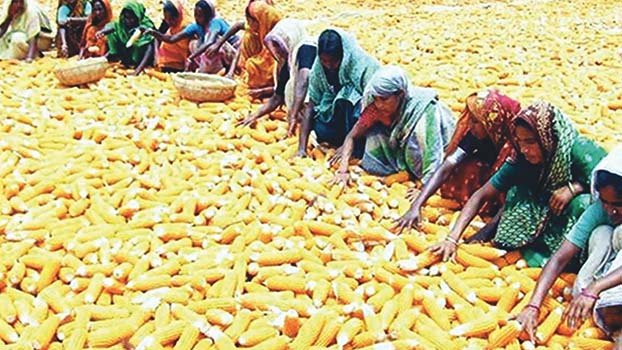 Farmers eye bumper maize output in Rangpur region