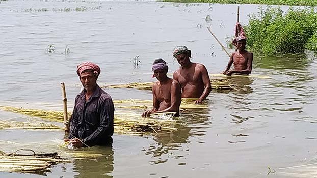Farmers busy harvesting jute in Chatmohar