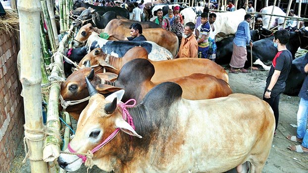 Cattle markets ready to start sale