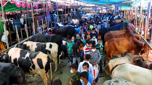 Cattle plenty, prices still too high - Bangladesh Post