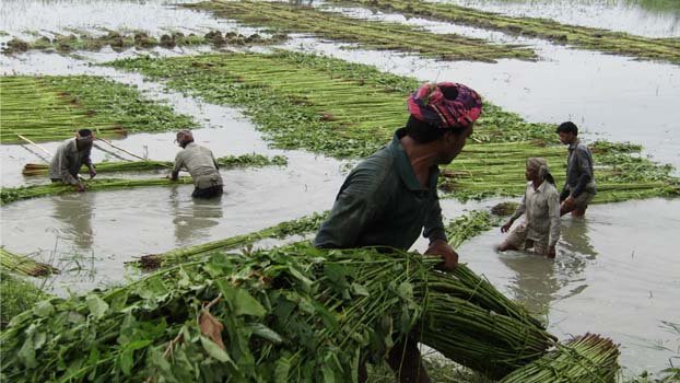Jute harvesting goes on in Rajshahi division
