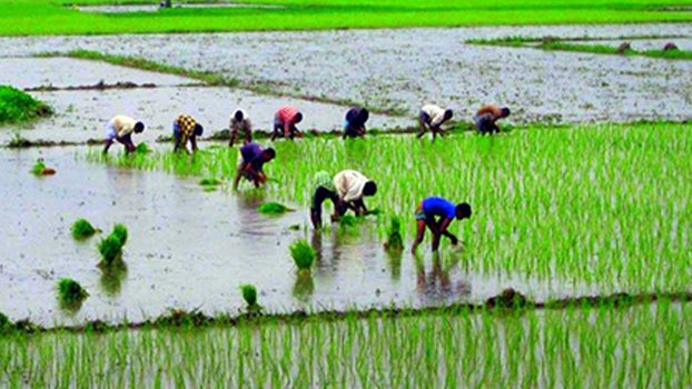 Farmers busy transplanting Aman seedlings in Rangpur 