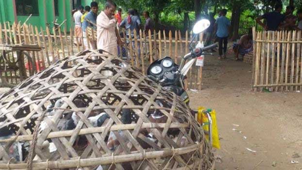 Pigeon rearing getting popular among youths 
