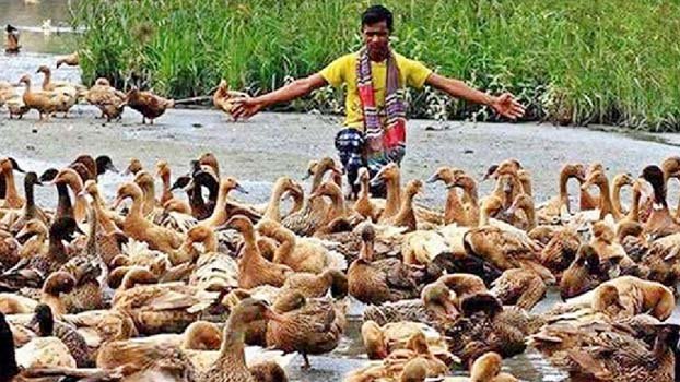 Duck farming delights many villagers in Rajshahi