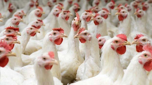 Poultry farms boost Jashore rural economy