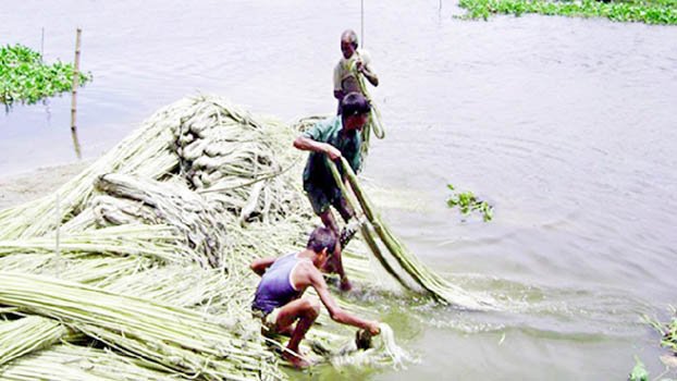 Farmers in Jamalpur happy  getting high yield of jute