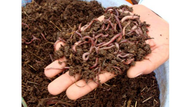 Vermicompost can retain soil fertility, save environment