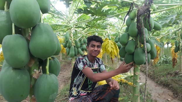 Hybrid Babu papaya brings smile to farmer’s face