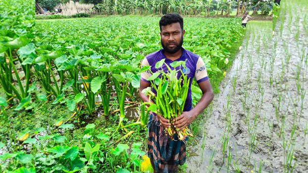 Taro farming making Faruq Hossain self-reliant