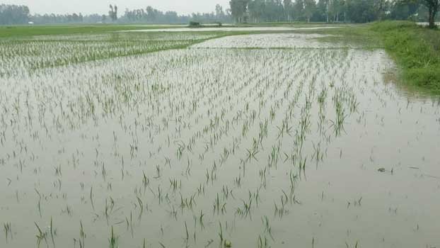 Large swathe of cropland submerged in Chalanbeel