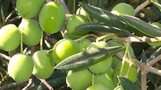 Bright prospect of Olive  cultivation in Rajshahi 