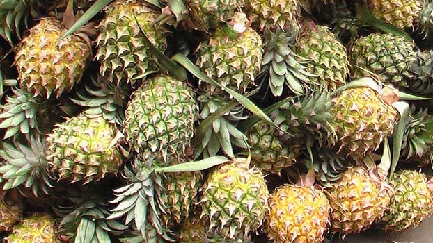 Despite bright prospect, no pineapple cultivated in Barind region