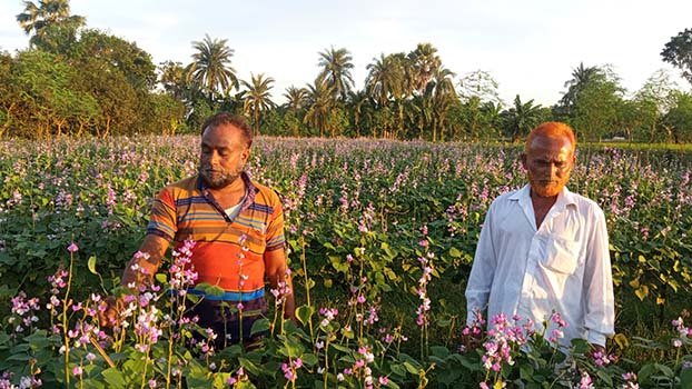 ‘Autoshim’ yield in Jibannagar profits farmers