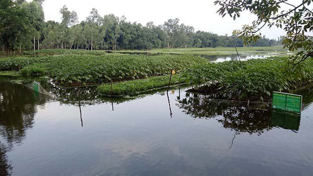Vegetables cultivation on floating beds gets popular in Ulipur