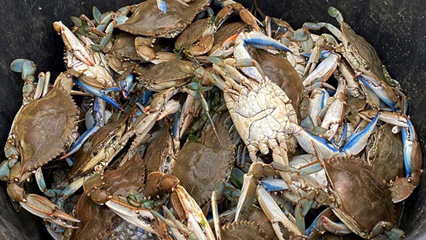 On French Mediterranean, invasive blue crab wreaks havoc on local ...