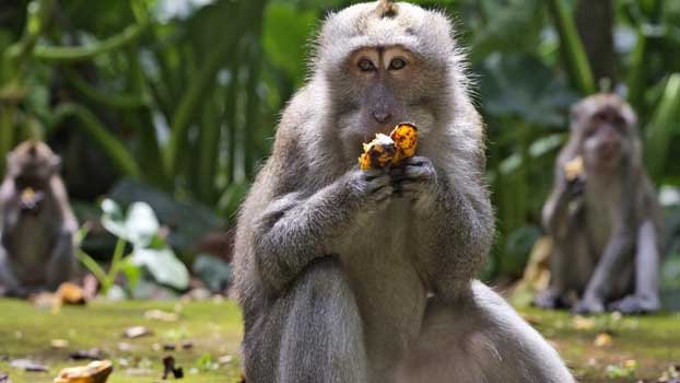 With no tourist handouts, hungry Bali monkeys raid homes