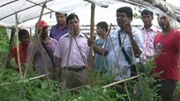 Summer tomato getting popularity in Rajshahi